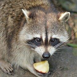 Raccoon eating an apple in Avon, Massachusetts.