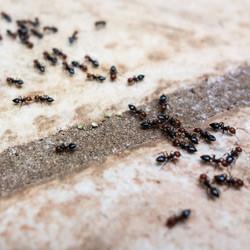 Ants crawling on pavement.