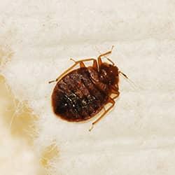 A close up image of a bed bug