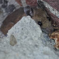 Mouse hiding in a basement.