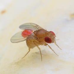 A close up image of a fruit fly