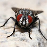 A close up image of a housefly