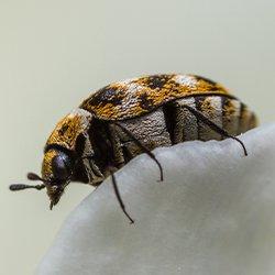 Carpet Beetle crawling on fabric.