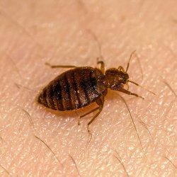 a bed bug biting human skin