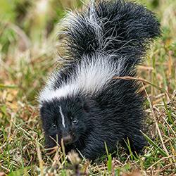 A skunk standing on grassy land