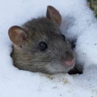 Mouse pokes head out of a snow patch.