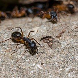 A group of carpenter ants on the ground