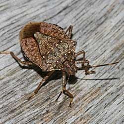 A stink bug on a wooden flooring