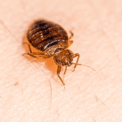A close up image of a bed bug on skin