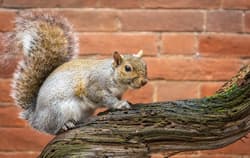 Squirrel on a tree branch outside a home.