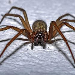 A close up image of a spider