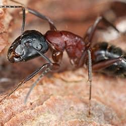 Carpenter Ant crawling in Western Massachusetts.