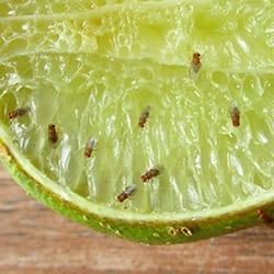 Fruit flies attached to an open piece of lime