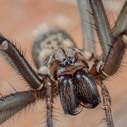 House spider up close