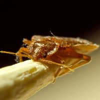 Bed bug crawling on a toothpick.
