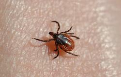 A close up image of a tick on the skin
