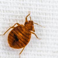Bed bug found in a Springfield home.