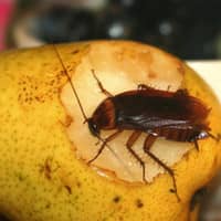 A cockroach on top of a bitten pear