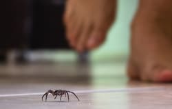 A spider crawling on the floor while a person is walking