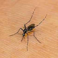 Mosquito biting someone's skin.