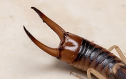 Earwig tail up close.