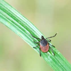 A tick on top of a leaf