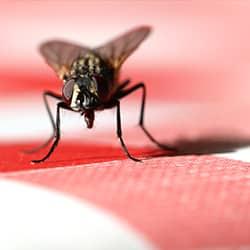 House fly in a kitchen.