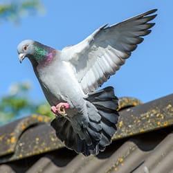 A bird spreading its wings on a roof