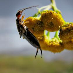 Ear wig crawling on flower.
