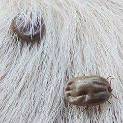 Two ticks on top of an animal's fur