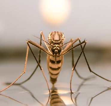 Mosquito Control