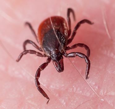 Stinging Insect Control