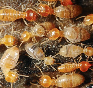 Termite Control